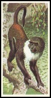 7 Sykes's Monkey